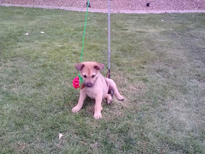 chinook dog